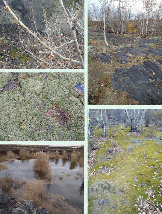 中国最冷的地方小兴安岭,中国最冷的地方是漠河还是黑河