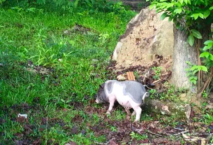 入选“国家队”创建名单的，何以是海口琼山？