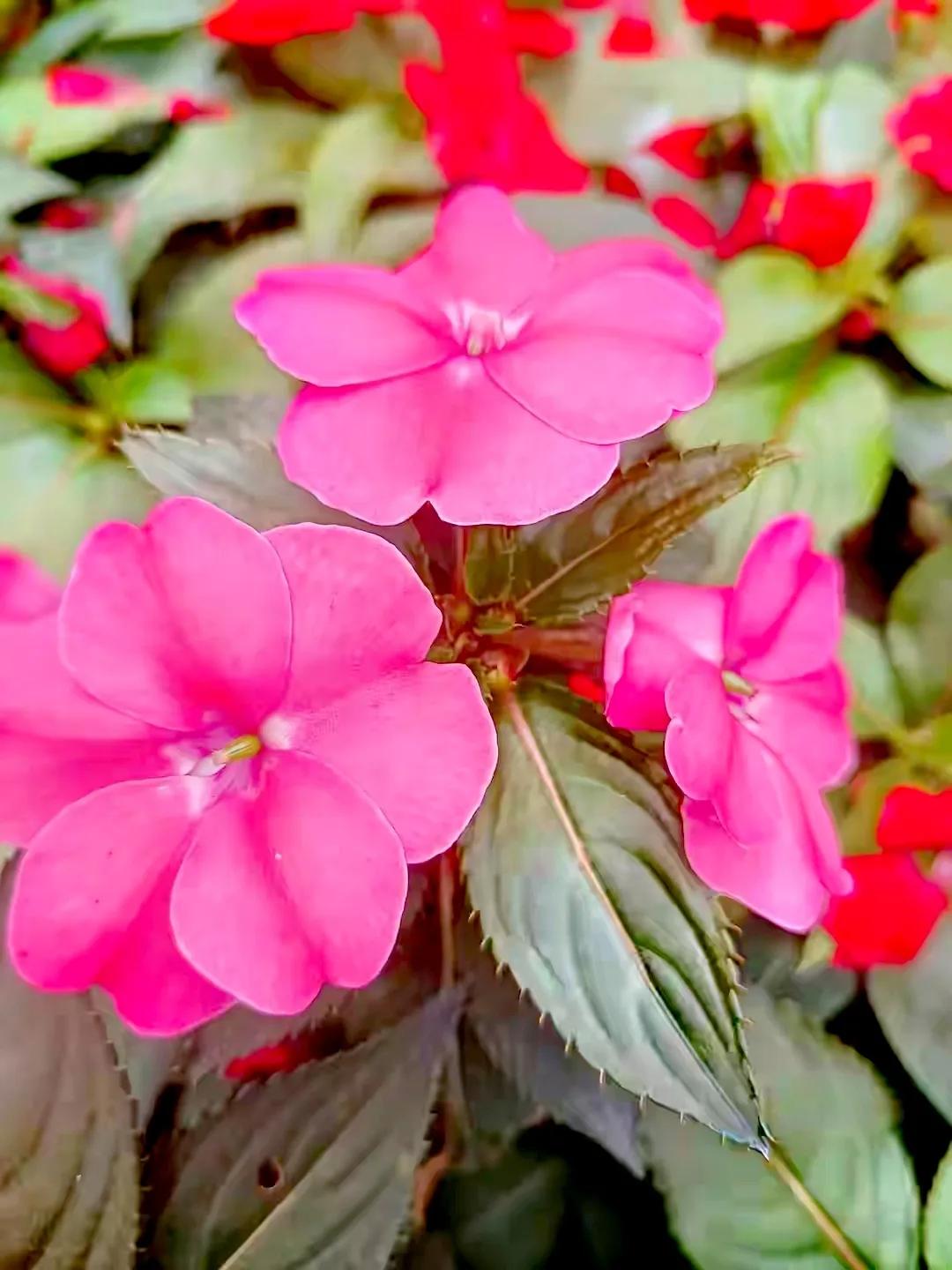 美丽五颜六色的凤仙花,七月最美的花景视频素材