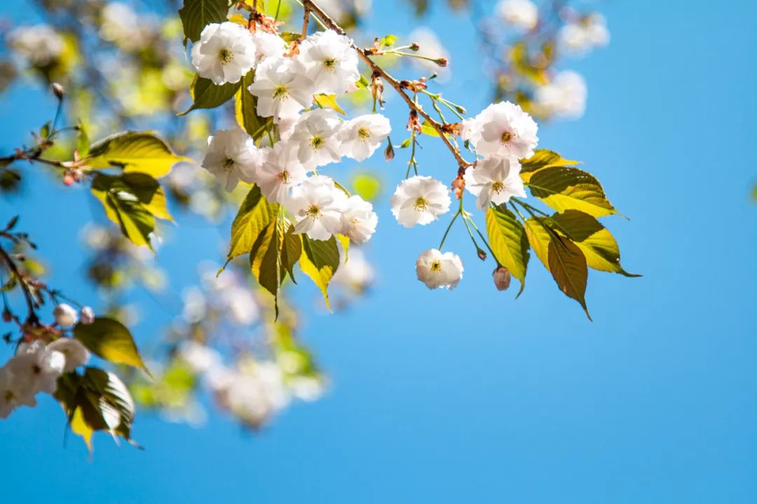 走进学校让心情愉悦,走进安静整洁的教室时我深感自豪