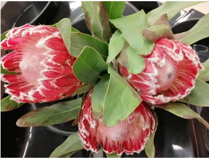 南非花园大道地图,南非花园大道旅游