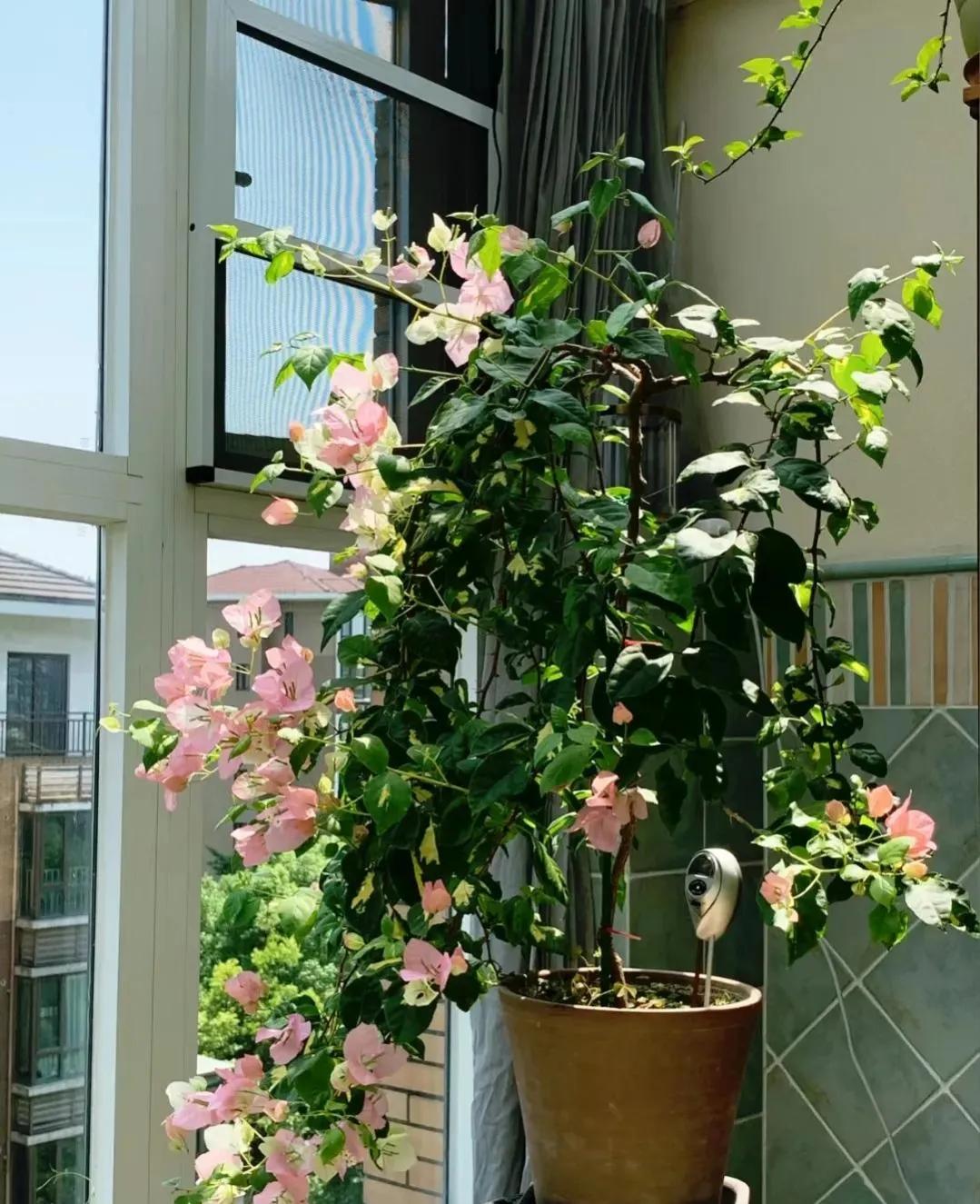 90后将天台改造成空中花园,90后姑娘回家改造楼顶花园