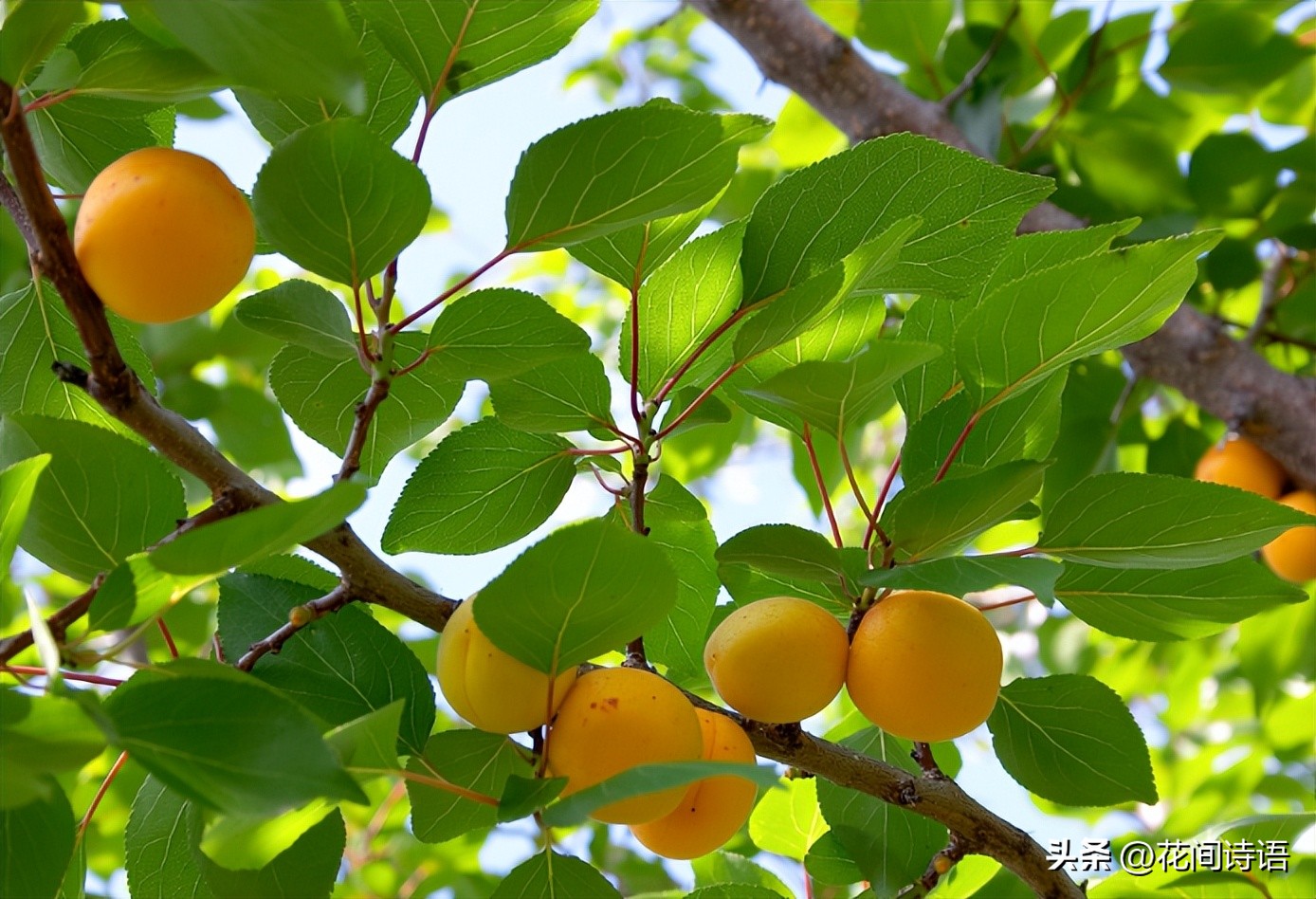 “生如夏花之绚烂”,藏在诗词里的夏日,邀您邂逅一场鲜花盛宴!