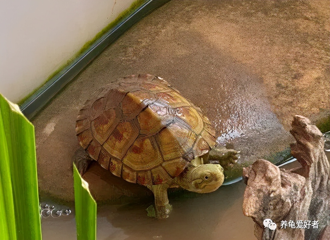 新手不建议入手的龟,刚入手的龟要注意什么