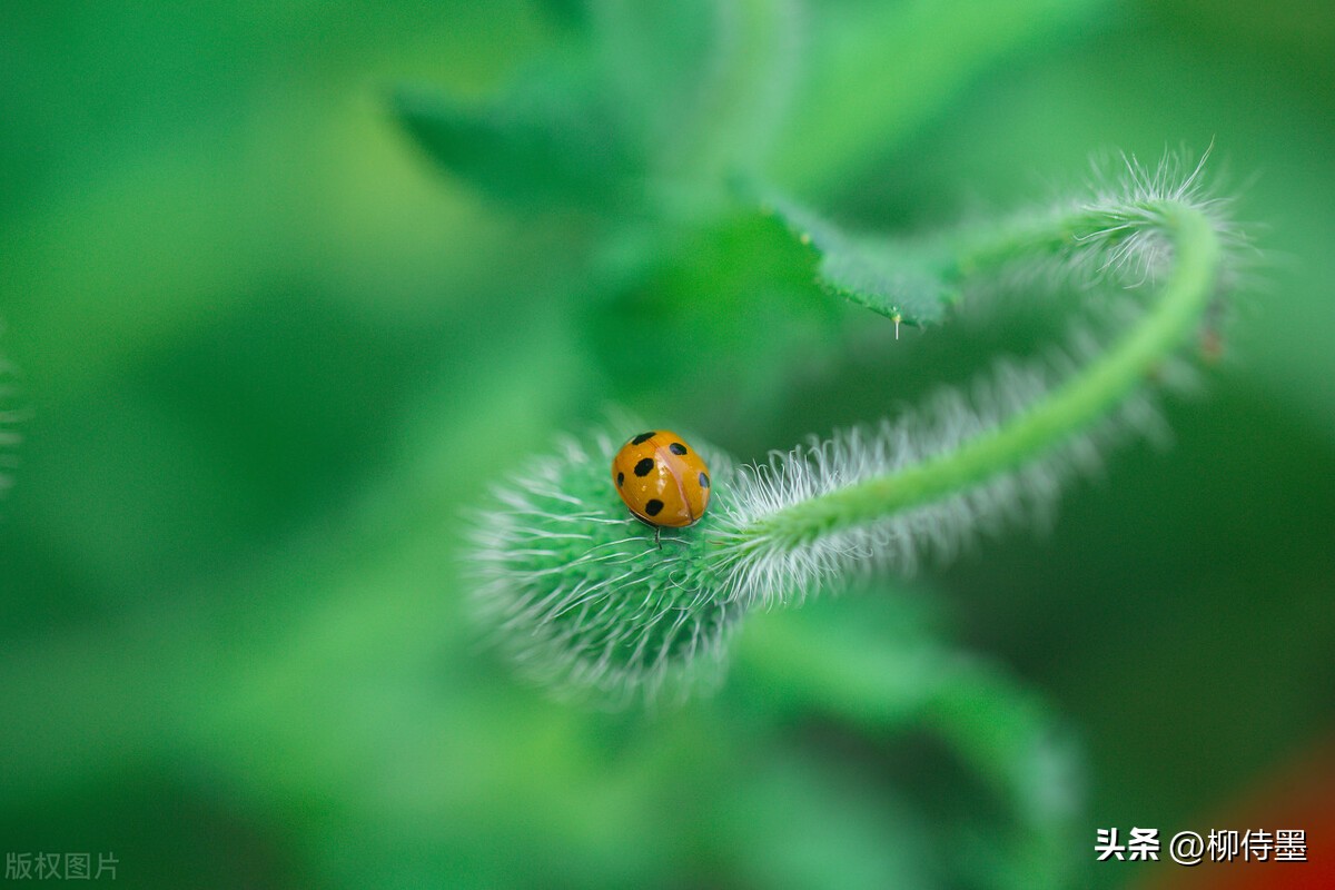 如何拍摄高清花朵照片教程,拍照技术技巧花朵