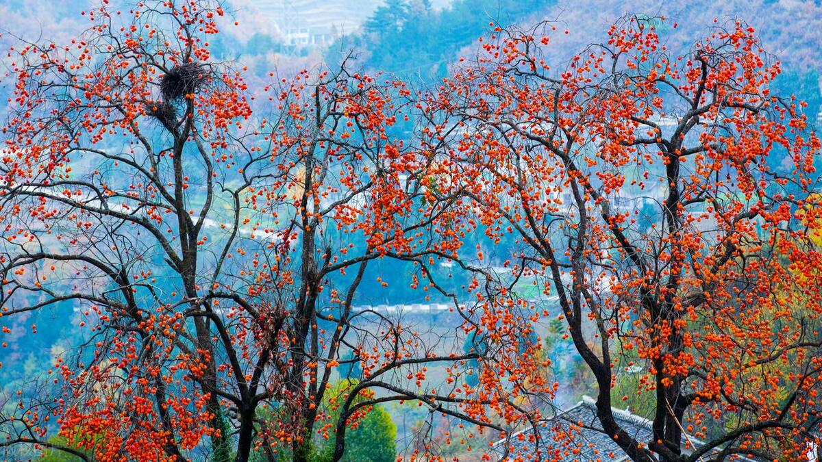 门前栽什么树聚财招财,门口种树富几代人