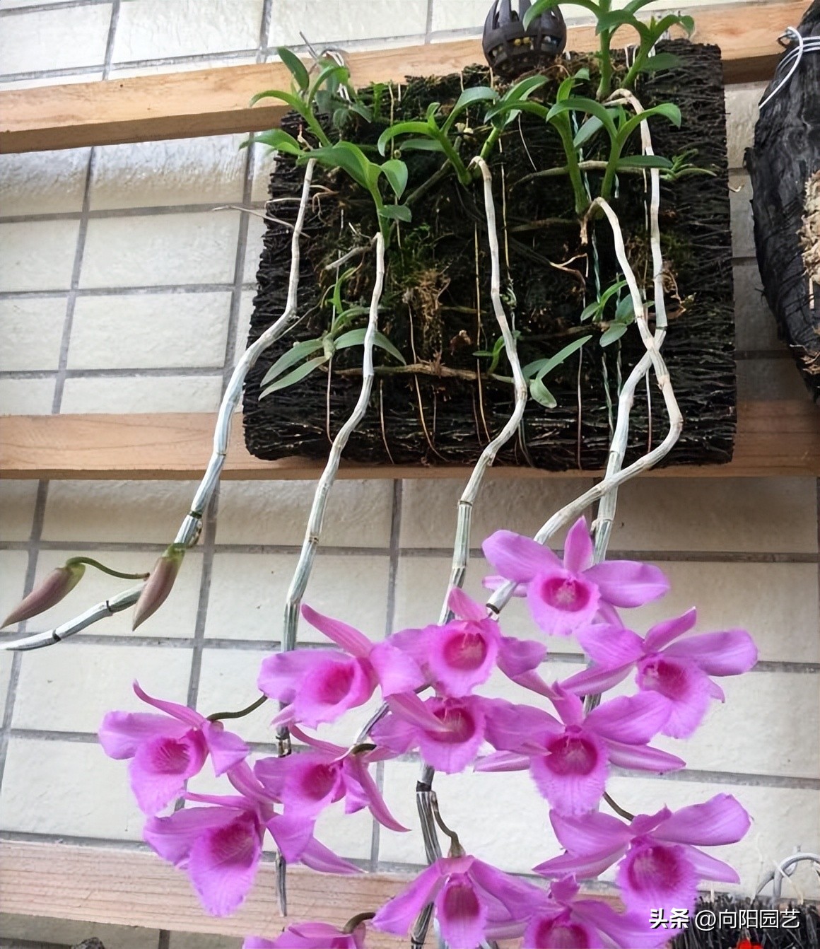 野生石斛在树上如何家养,野生石斛生长环境