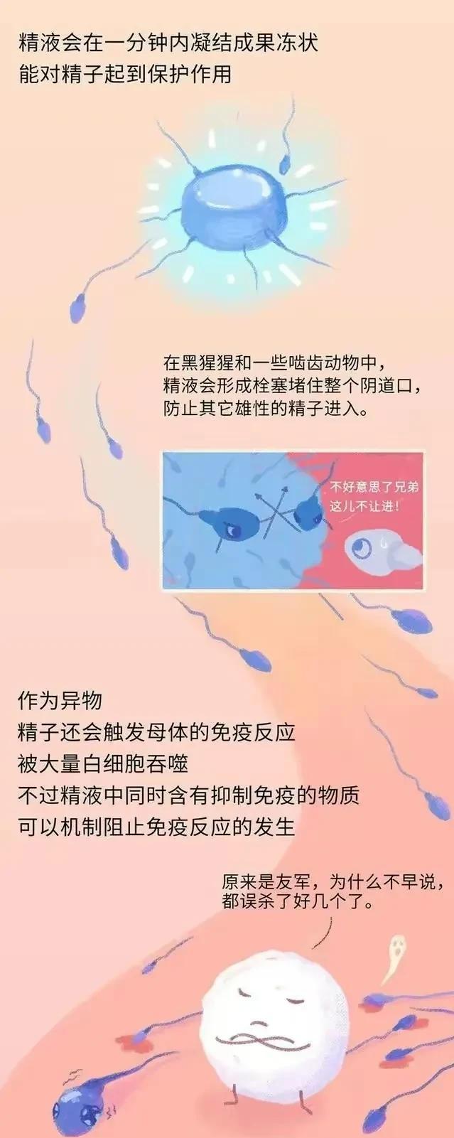 精子在人体24小时经历了什么,精子在人体24个小时都经历了什么
