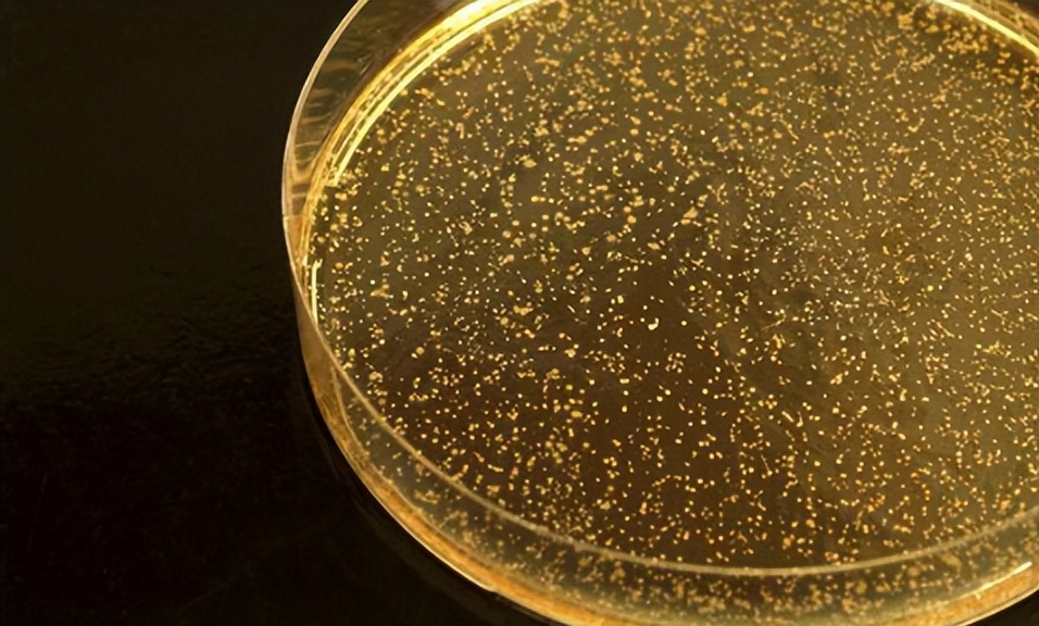 大白菜乳酸菌发酵,白甘蓝与紫甘蓝