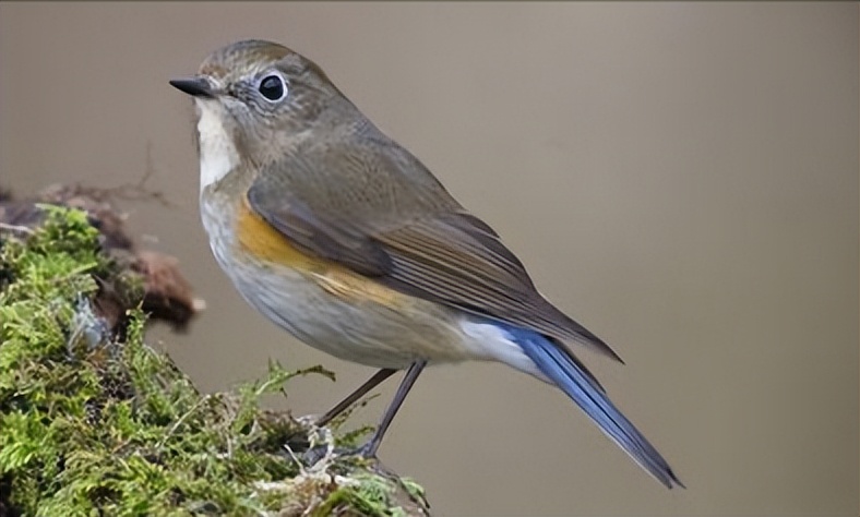 50张最佳鸟类摄影作品,鸟儿大全大图