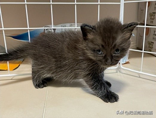 为什么猫咪养着养着就瘦了,猫咪为什么养着养着就发黄了