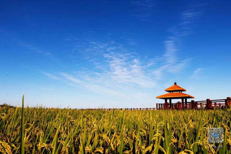 【十项行动·津南行动】在津南，赴一场“文明之约”——天津津南区创建全国文明城区工作综述