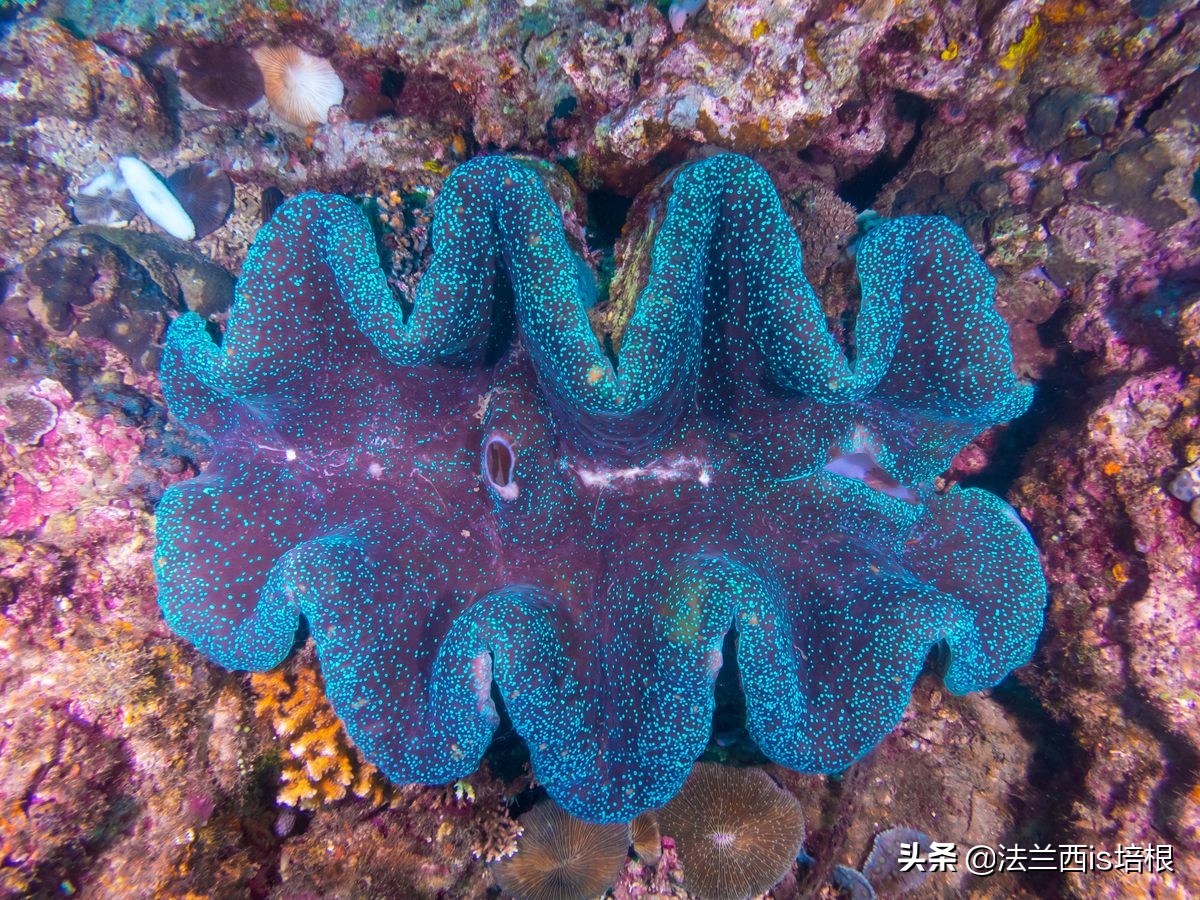 广西精致螺形勺子测评,螺形勺子有毒吗