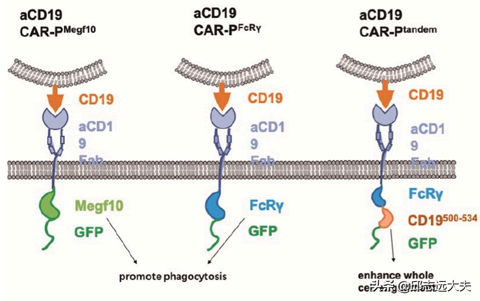 无所不CAR：从CAR-T、CAR-NK到CAR-M
