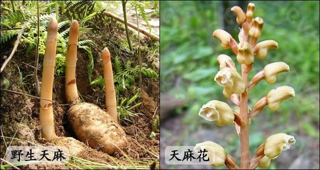 野生天麻图片植物,天麻植物图片大全大图