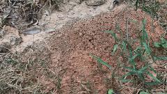 红火蚁已入侵12省份是真是假,红火蚁入侵省份和地区有哪些