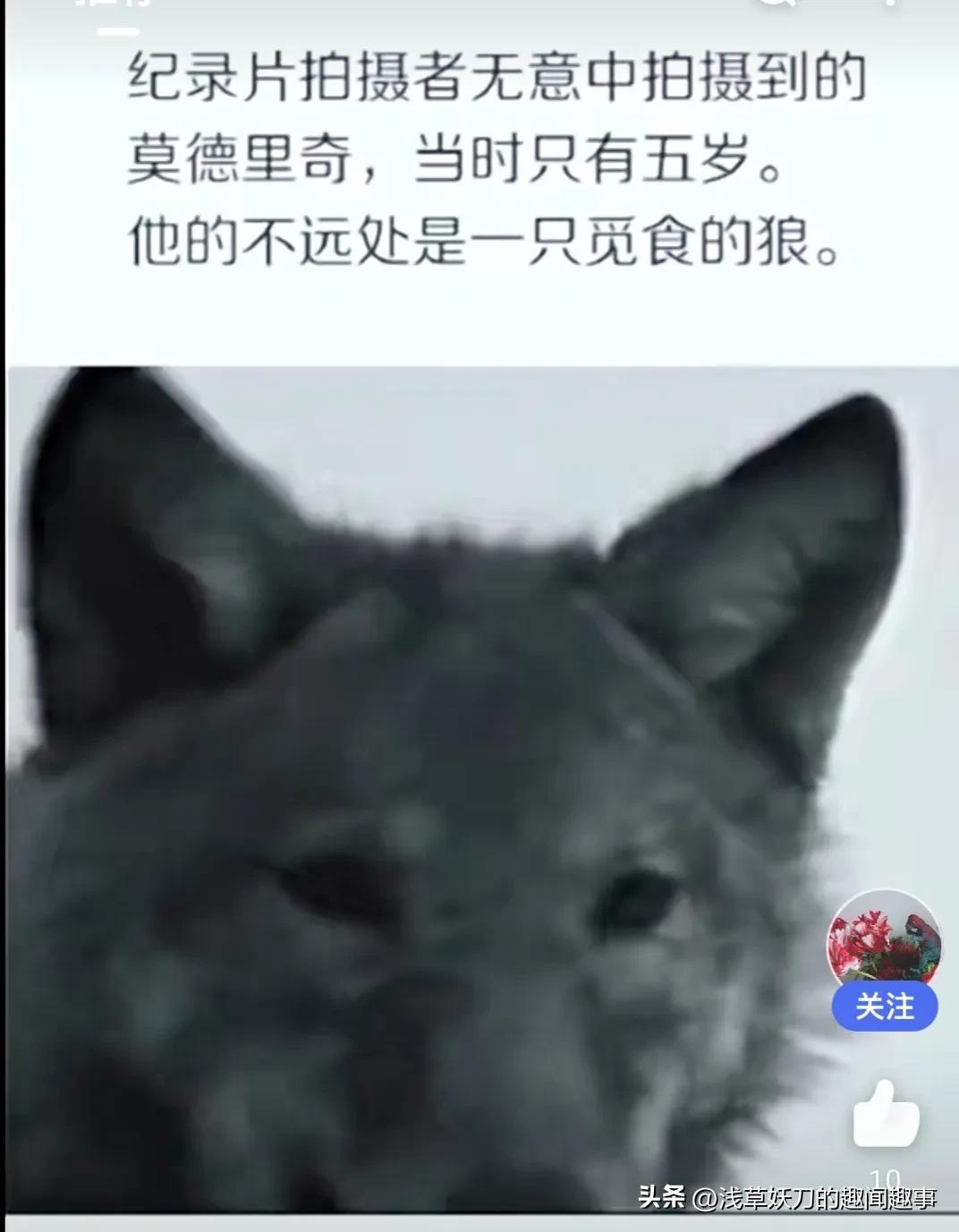 放羊男孩莫德里奇,放羊孩子莫德里奇