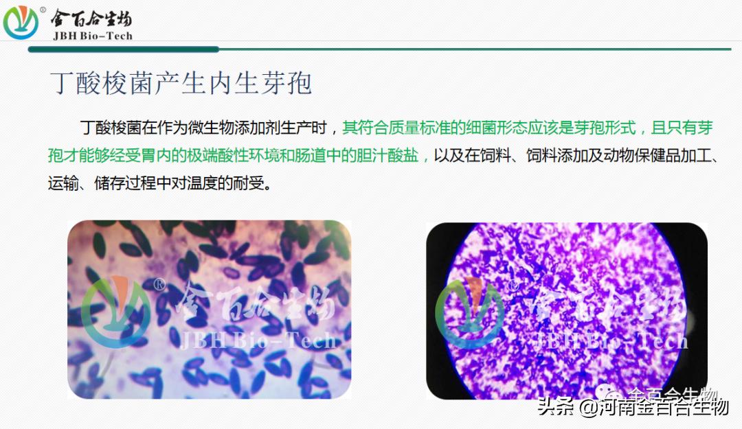 丁酸梭菌修复肠道,丁酸梭菌类似的肠道益生菌