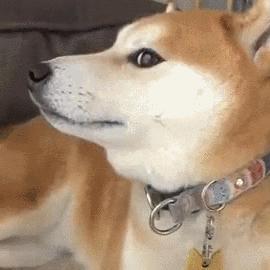 超写实主义动物素描作品欣赏,超简单精微素描凶猛的动物