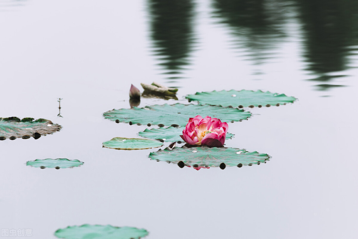 刘艳:莲花赋,散文|咏莲花,诗歌