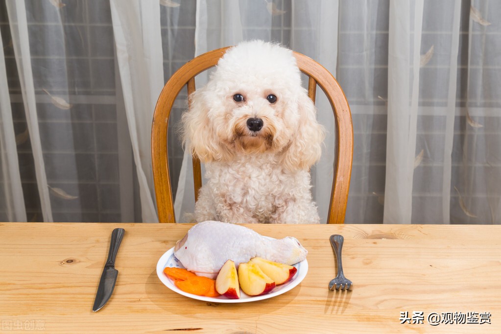 狗总是不吃东西是不是生病了,狗狗得了细小不吃怎么办