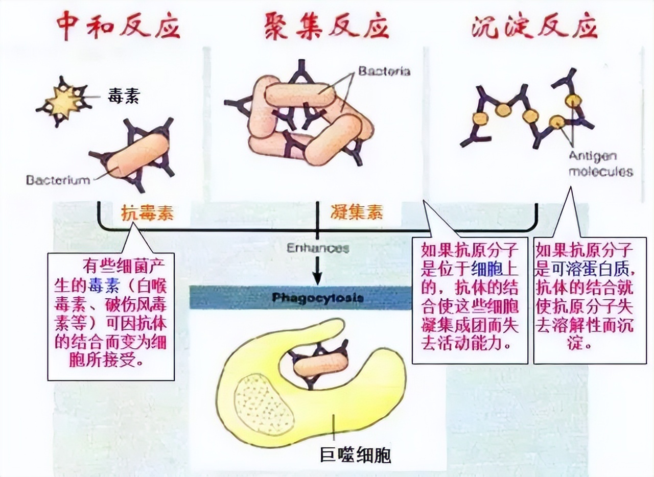 生物高中知识点免疫调节,高中生物免疫调节精讲视频