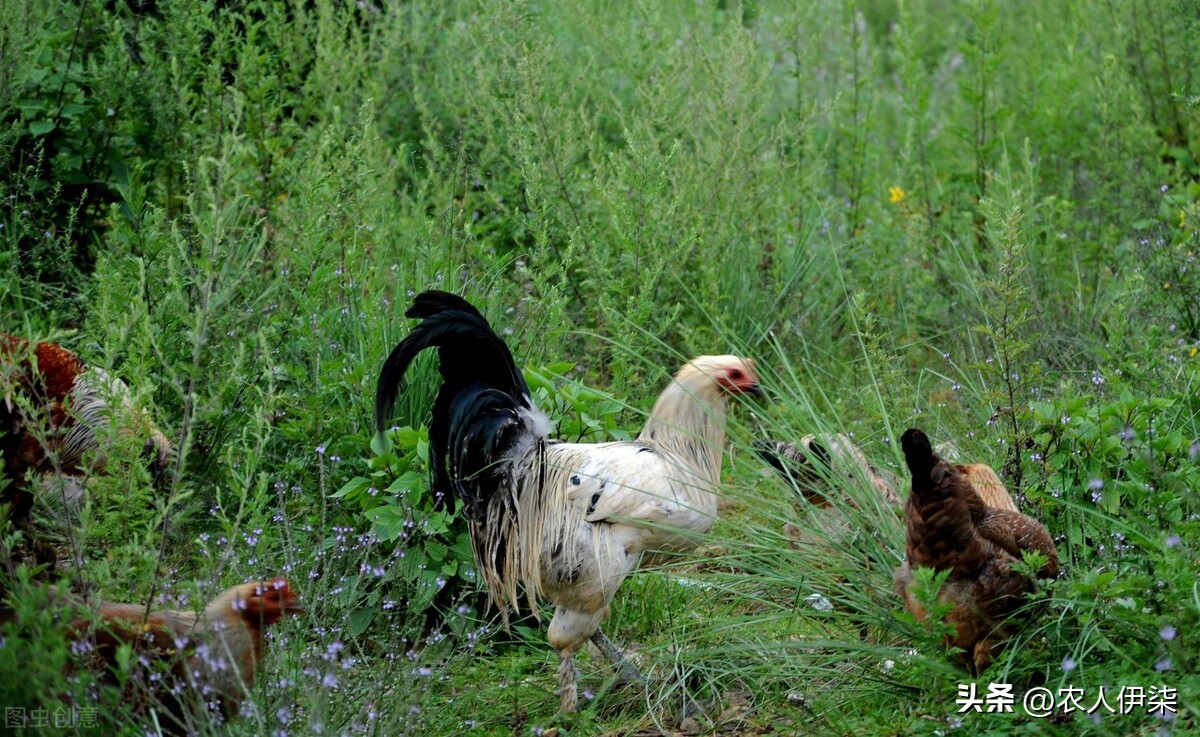 在农村养什么好赚钱风险低,在农村养什么不愁销路