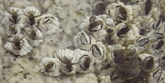 中国人吃藤壶,哪个地方的人吃藤壶