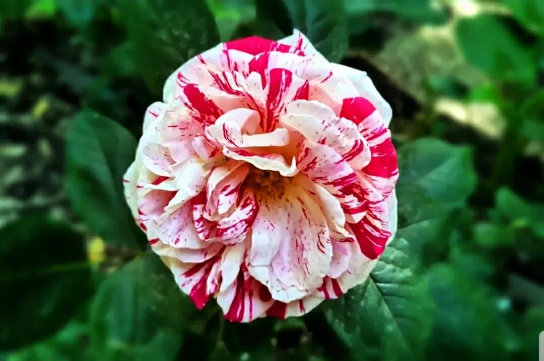 月季玫瑰蔷薇三姐妹的区别,月季蔷薇和玫瑰哪个更好看