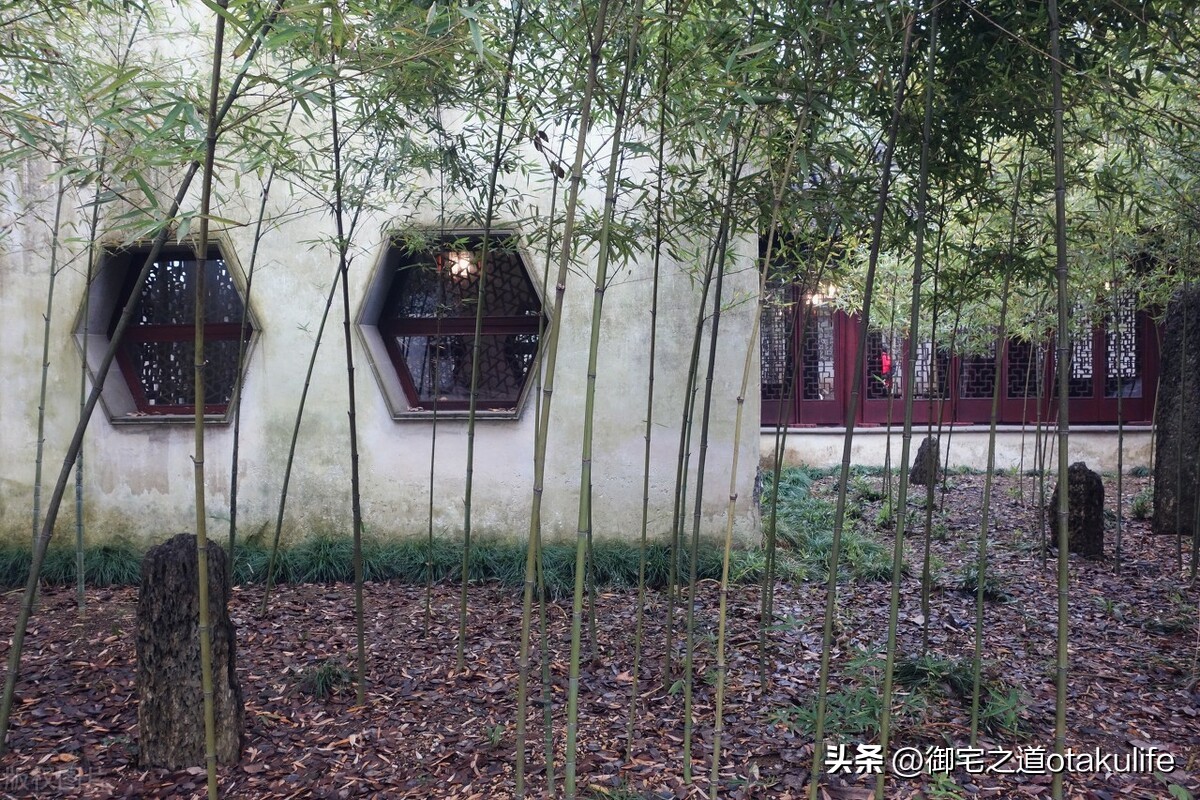 罗汉竹叶发黄怎么回事,庭院罗汉竹叶子发黄怎么办