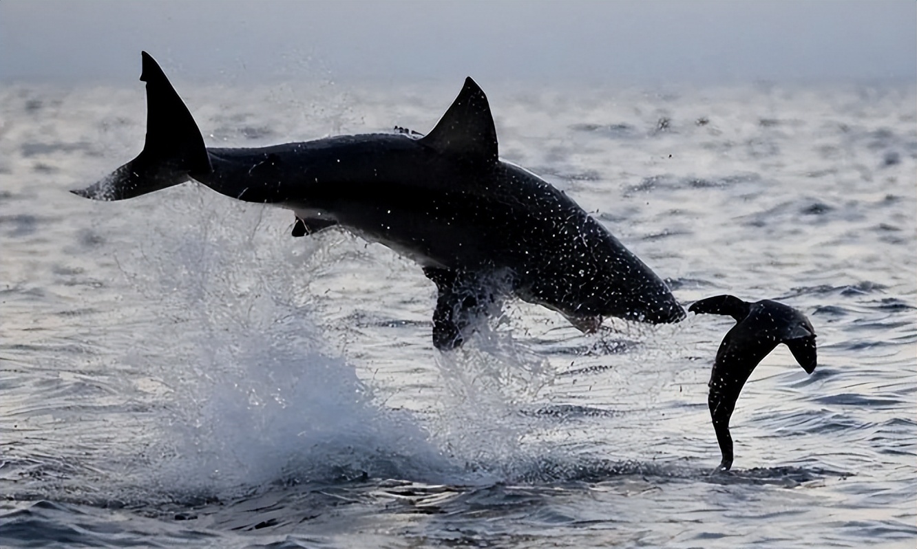 涓栫晫鍗佸ぇ瓒呮ā韬潗鍥剧墖鍥炬枃,涓栫晫鍗佸ぇ瓒呮ā鎯婅壋鍐欑湡