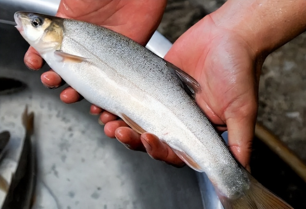 价格比较高名贵的鱼,常见淡水鱼大全钓友值得收藏