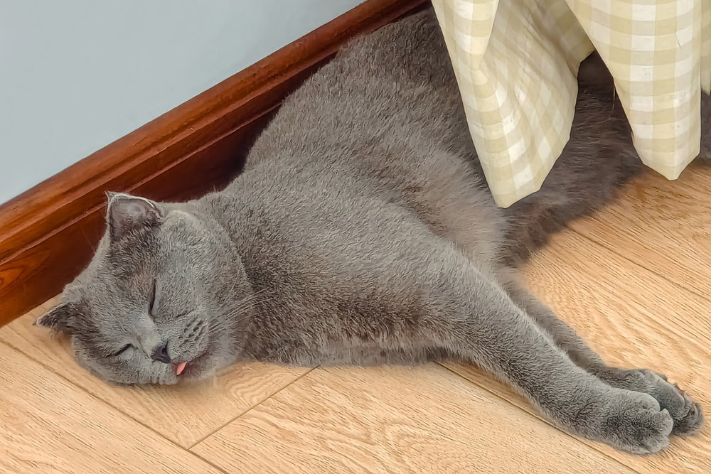 铲屎官福音:烘干箱不止高效快干大空间,JirpetF1首发体验有惊喜