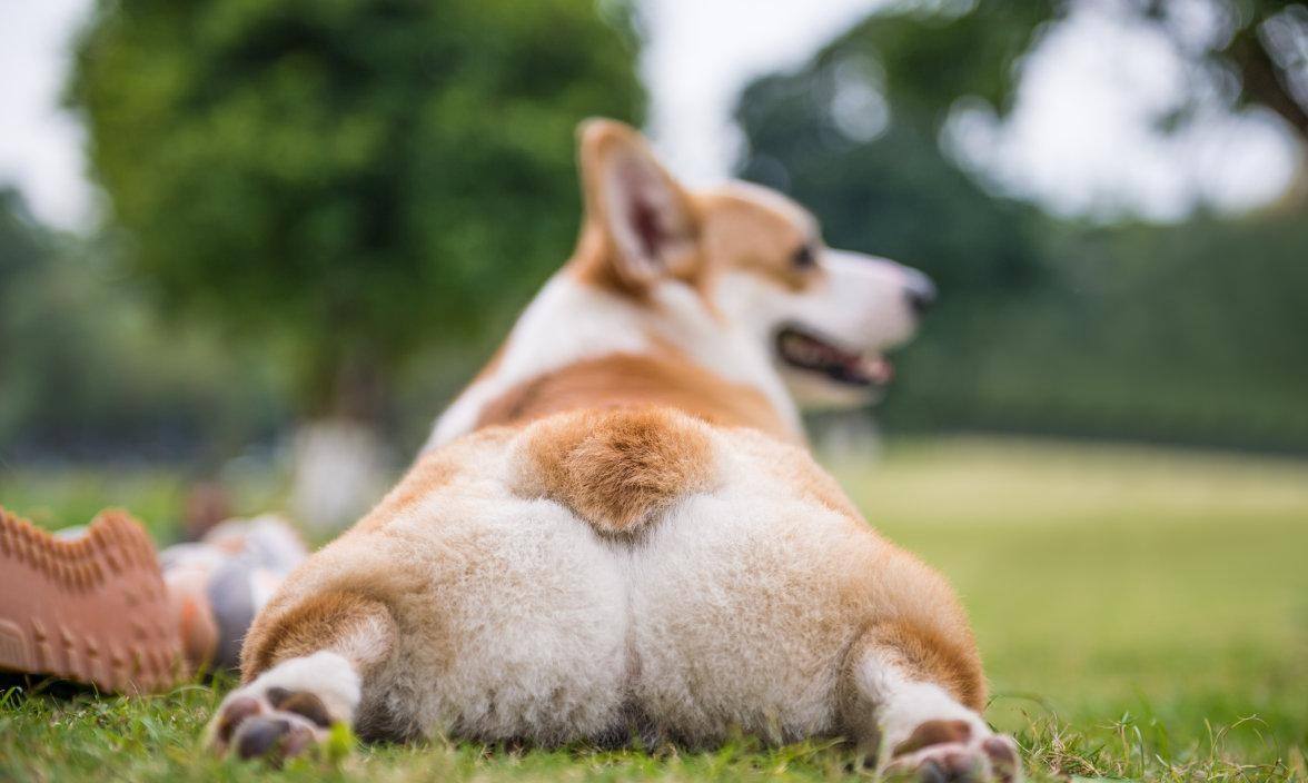 为什么动物在交配前，会先闻闻对方的屁股？这是什么礼节吗？