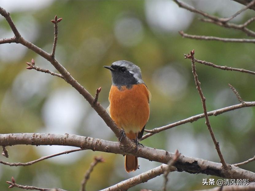 尼康p950拍产品怎么样,拍鸟一定要买大炮筒吗