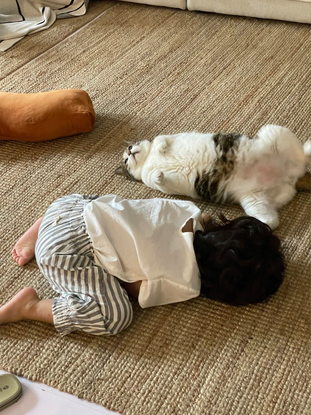 钟南山院士建议孕妇养猫狗原视频,钟南山院士谈养猫预防哮喘