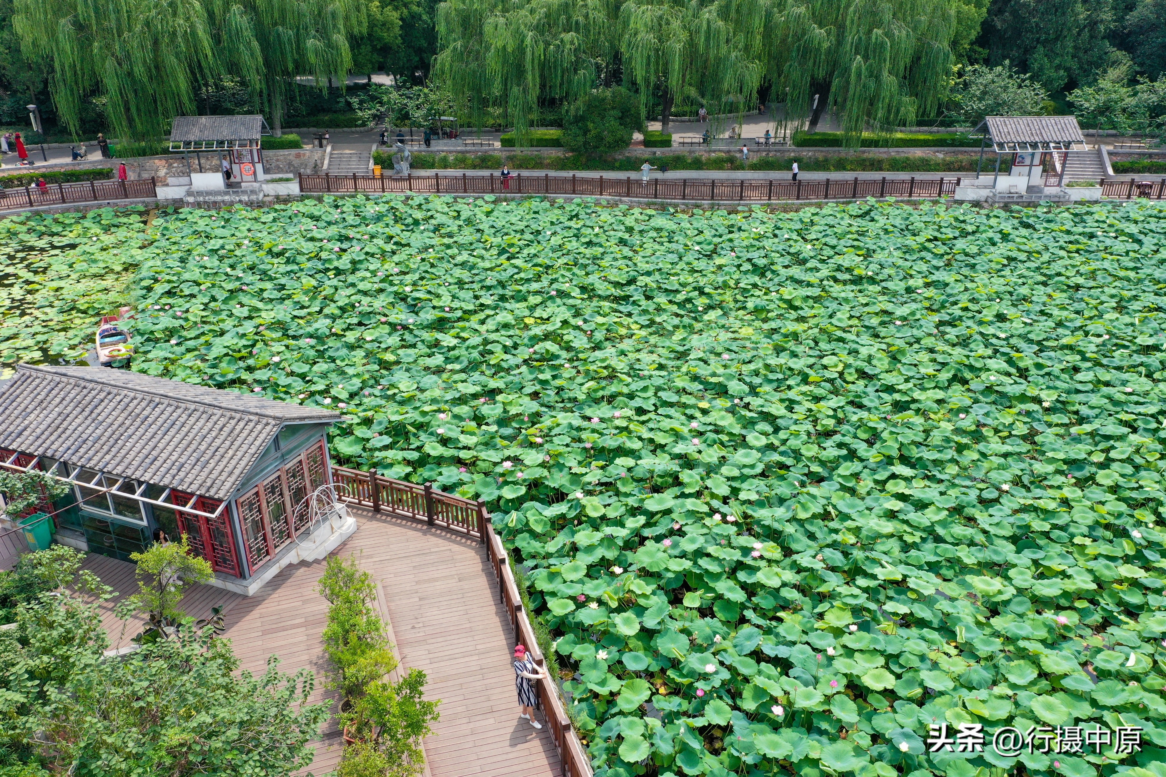 接天莲叶无穷碧为什么不是荷叶,接天莲叶无穷碧形容荷叶多的词语