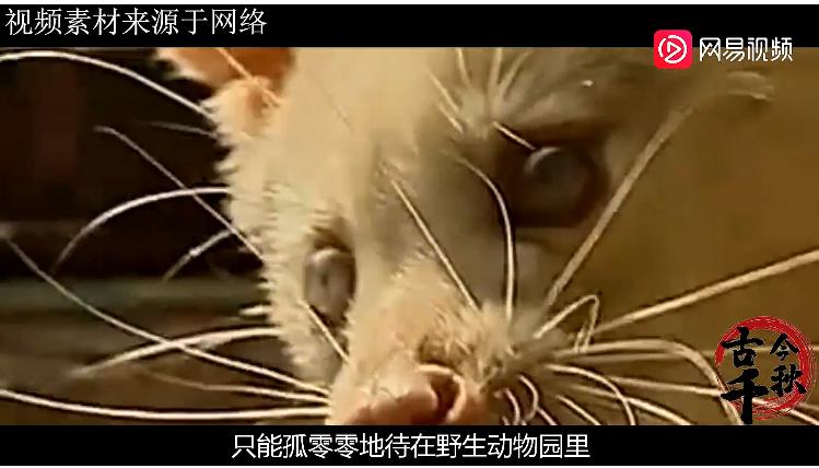 江西老农活捉六不像神兽,江西老汉活捉神兽四不像