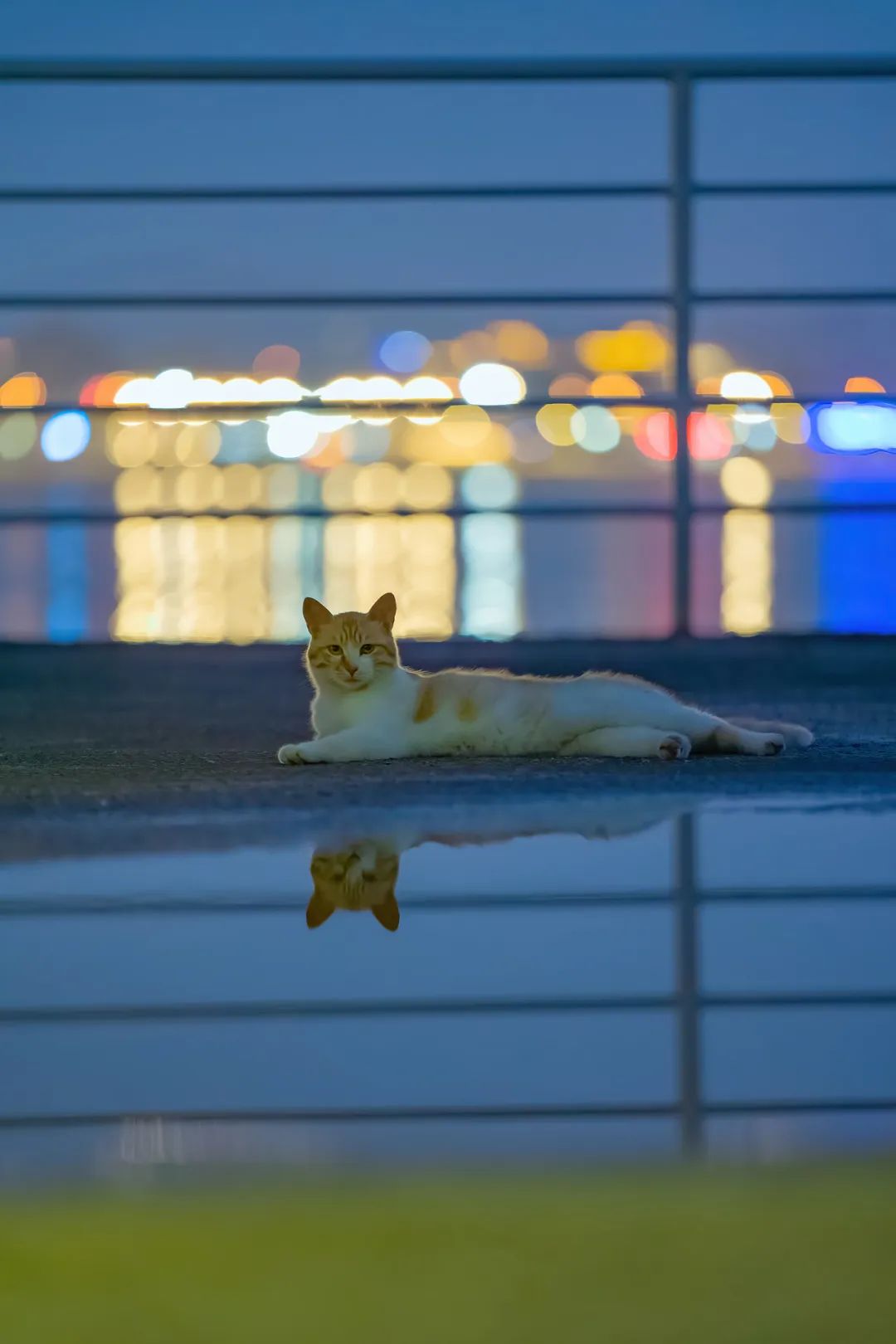 八仙过海各显神通鼠来宝,八仙过海狸猫