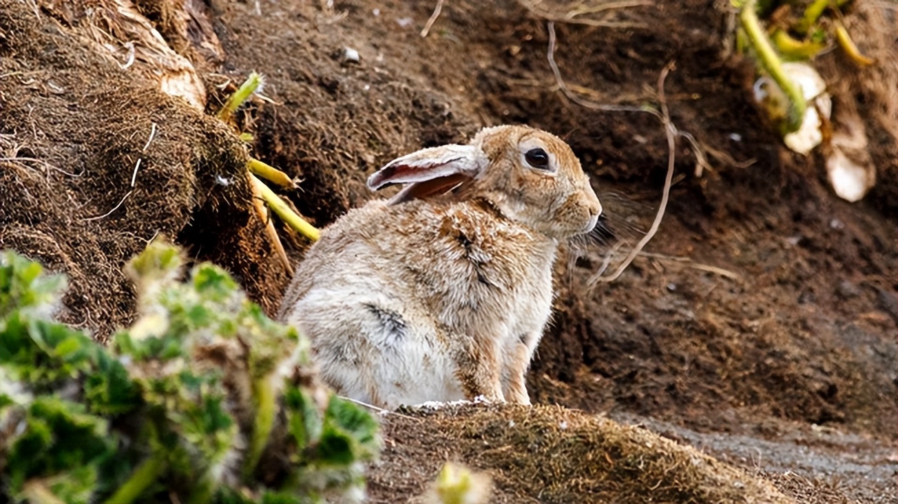 你知道兔子相关的知识吗,兔子真的懂人话吗
