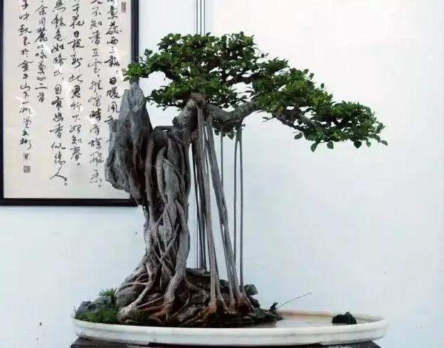 家里榕树盆景掉叶子,榕树在家里为什么掉叶子