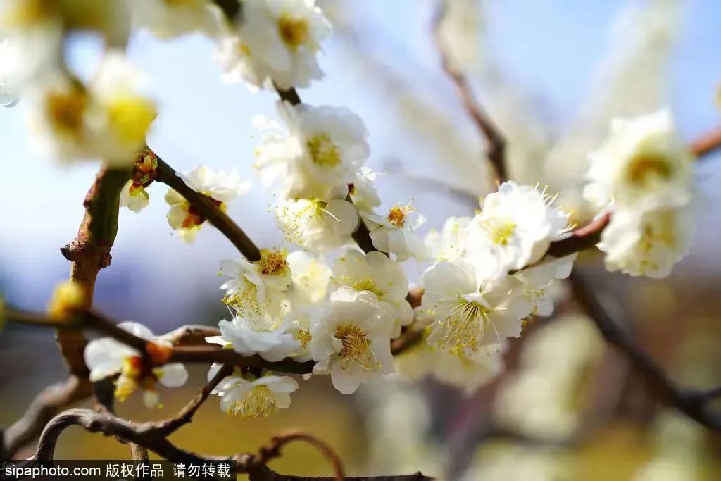 海淀公园春季赏花指南|迎春花、山桃花、玉兰花、樱花、连翘、碧桃、山杏、榆叶梅、海棠，全都有！