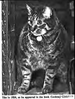 听说过吗?这些猫为邮局打工,还发工资!