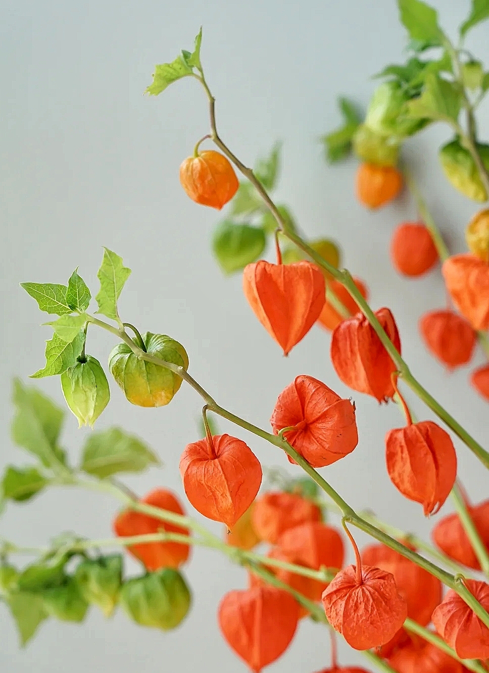 花艺教程花材打理知识,花艺教程常用花材及叶材有哪些