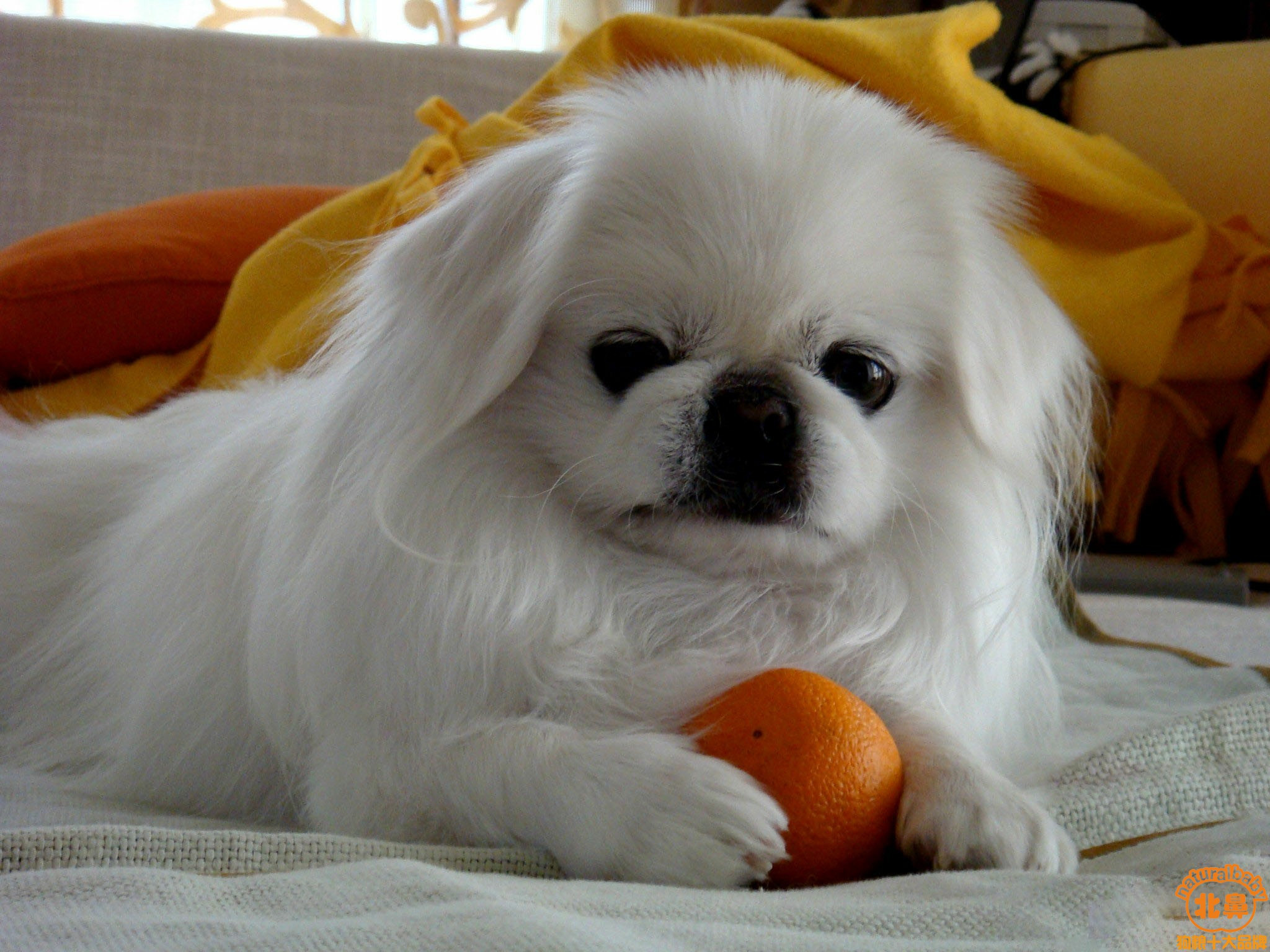 不掉毛的小型狗,新手养啥小型狗