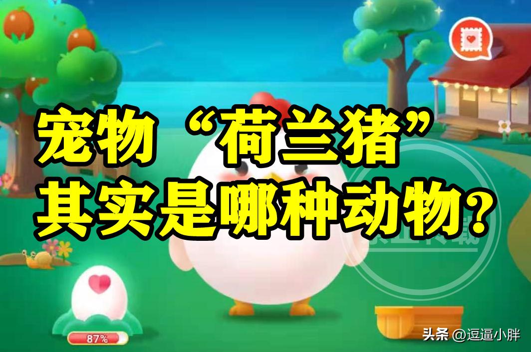 荷兰猪是胎生动物还是卵生动物,类似荷兰猪的宠物有哪些