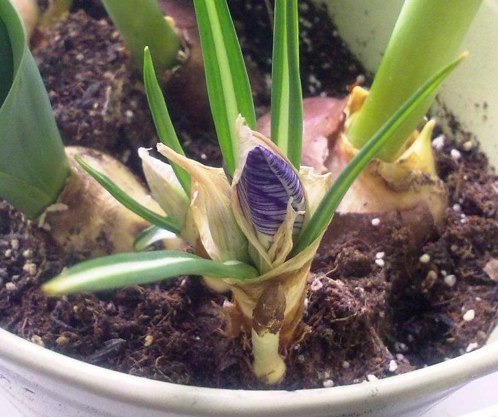 什么种球适合冬天开花,适合冬季种植的种球花卉