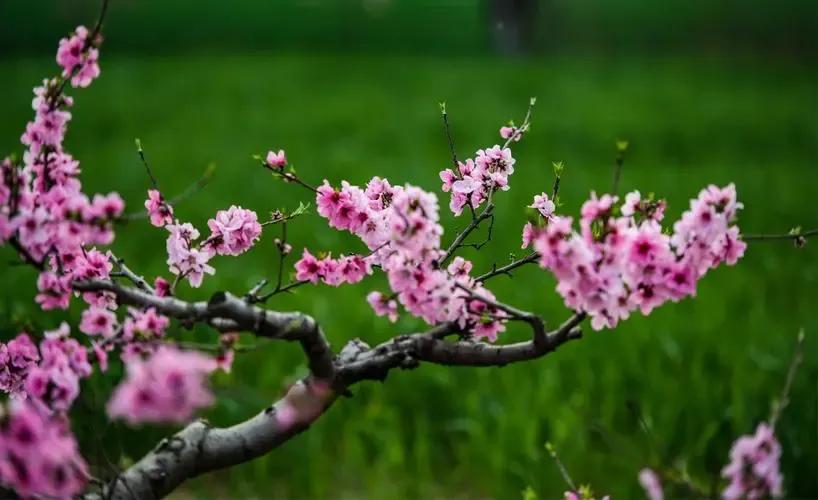 赞美梨花的诗句古诗大全,关于梨花的古诗词大全