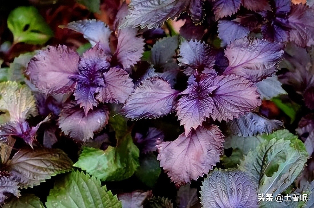 时光荏苒中的荏苒指的是哪种植物,时光荏苒中的荏苒在古代指什么