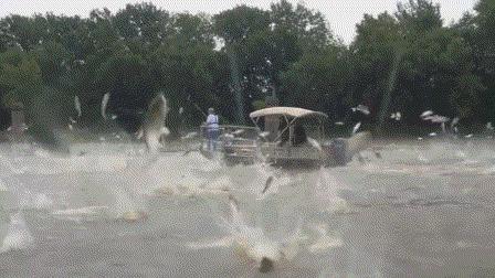 鱼跳出水面是地震前兆吗,鱼浮出水面是地震前兆吗